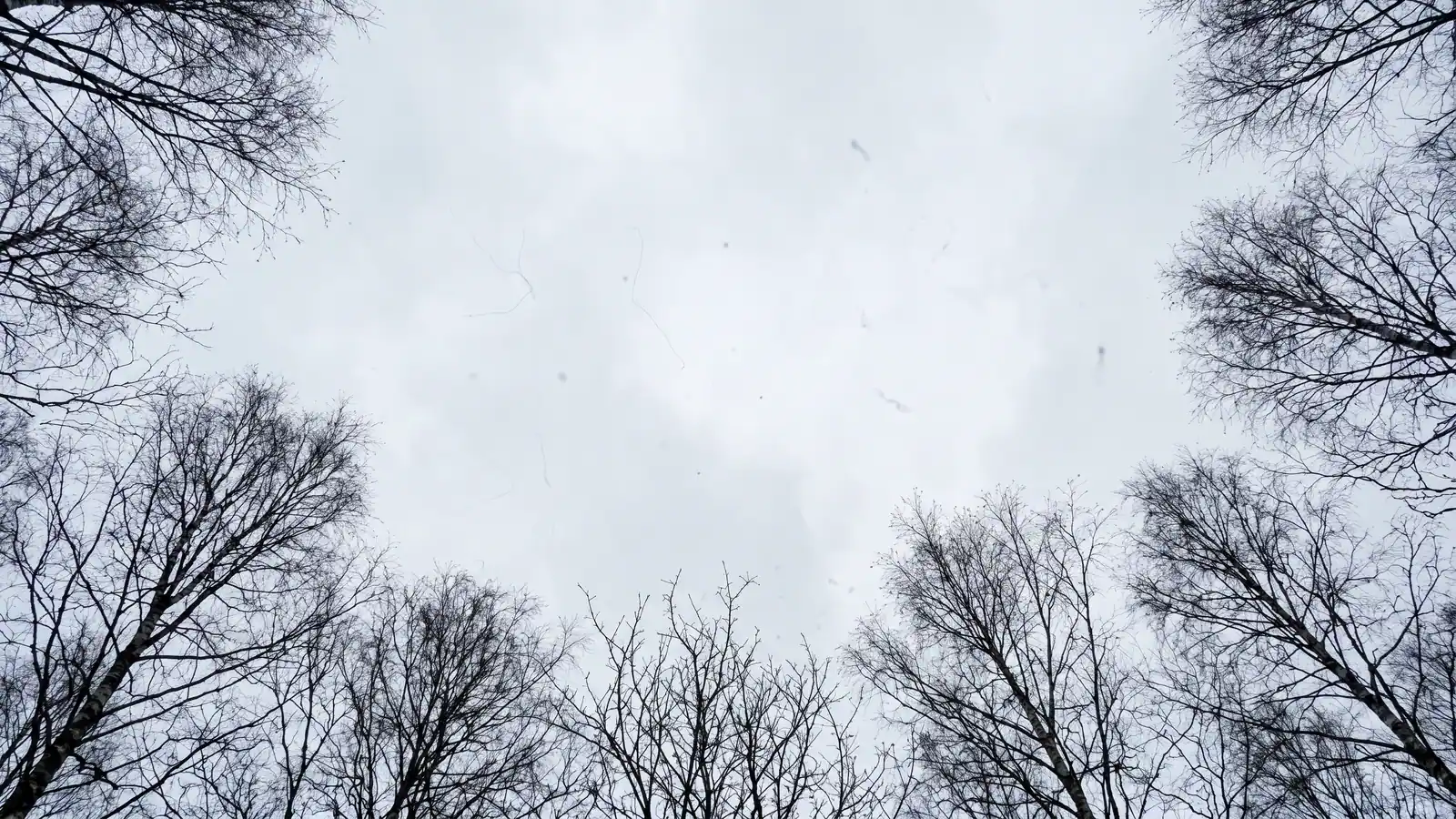 Bare bjørketrær rammer inn en lys himmel med små svevende prikker som ligner fluer for øynene